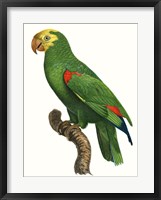 Parrot of the Tropics III Framed Print