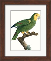 Parrot of the Tropics IV Fine Art Print