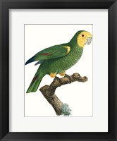 Parrot of the Tropics IV Fine Art Print