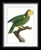Parrot of the Tropics IV Fine Art Print
