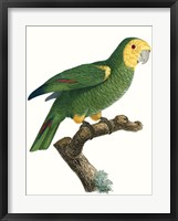 Parrot of the Tropics IV Framed Print