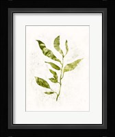 Sapling I Framed Print