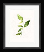 Sapling III Framed Print
