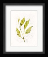 Sapling IV Framed Print