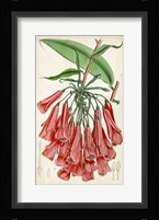 Tropical Gems II Framed Print