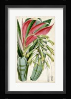 Tropical Gems III Framed Print