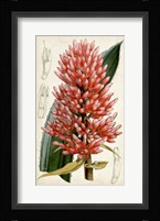 Tropical Gems V Framed Print