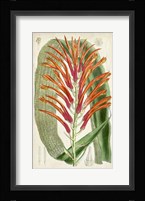 Tropical Gems VI Framed Print