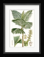 Curtis Palms II Fine Art Print