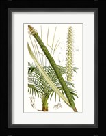 Curtis Palms III Framed Print