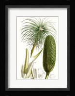 Curtis Palms IV Framed Print