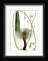 Curtis Palms V Framed Print