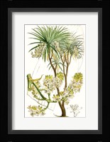 Curtis Palms VI Framed Print