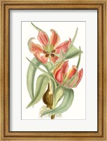 Curtis Tulips I Fine Art Print