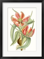 Curtis Tulips I Fine Art Print