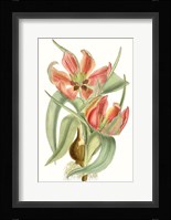 Curtis Tulips I Framed Print