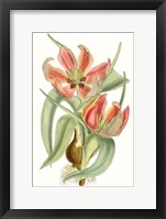 Curtis Tulips I Framed Print