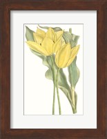 Curtis Tulips II Fine Art Print