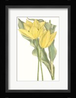 Curtis Tulips II Framed Print