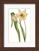 Curtis Tulips III Fine Art Print
