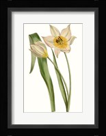 Curtis Tulips III Framed Print