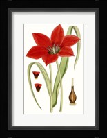 Curtis Tulips IV Fine Art Print