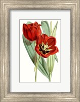 Curtis Tulips V Fine Art Print