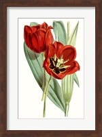 Curtis Tulips V Fine Art Print