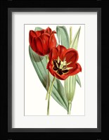 Curtis Tulips V Fine Art Print