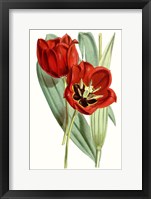 Curtis Tulips V Framed Print