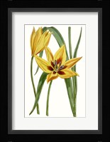 Curtis Tulips VI Framed Print