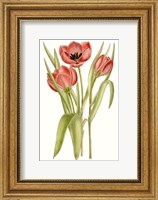 Curtis Tulips VII Fine Art Print