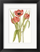 Curtis Tulips VII Fine Art Print