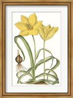 Curtis Tulips VIII Fine Art Print