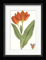 Curtis Tulips IX Framed Print