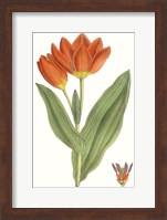 Curtis Tulips IX Fine Art Print