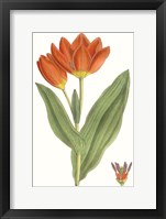 Curtis Tulips IX Fine Art Print