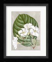Alabaster Blooms I Framed Print