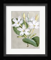 Alabaster Blooms II Framed Print