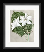 Alabaster Blooms III Framed Print