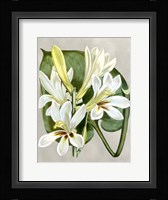Alabaster Blooms IV Framed Print