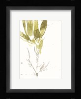 Under Sea Forest VI Fine Art Print