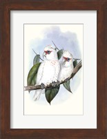 Pastel Parrots IV Fine Art Print