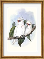 Pastel Parrots IV Fine Art Print