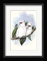 Pastel Parrots IV Framed Print