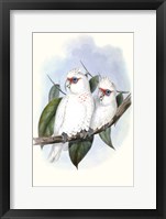Pastel Parrots IV Framed Print