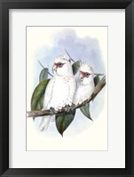 Pastel Parrots IV Fine Art Print