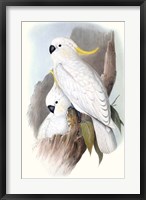 Pastel Parrots V Fine Art Print
