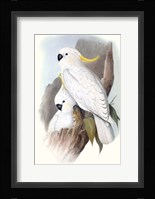 Pastel Parrots V Framed Print