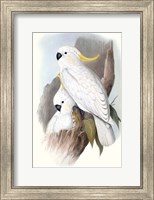 Pastel Parrots V Fine Art Print